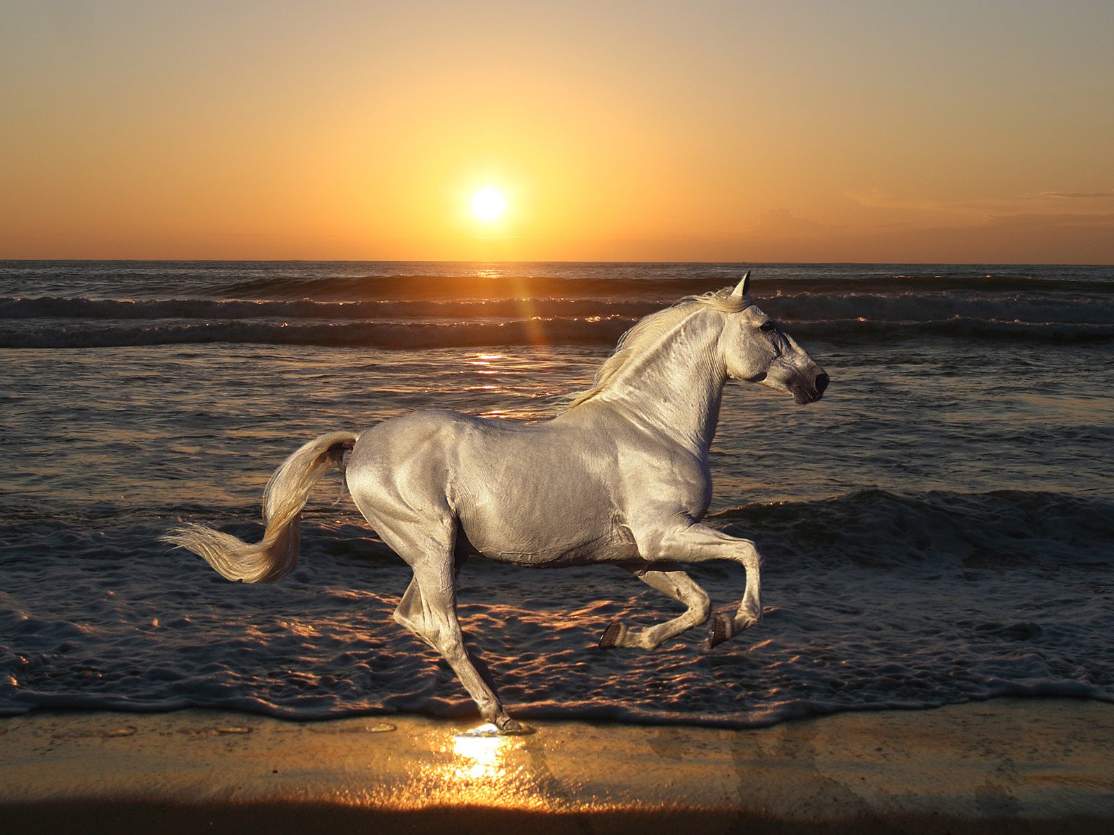 Adobe Photoshop Elements 9 でかっこいい馬の画像を作ってみる マックんのブログ